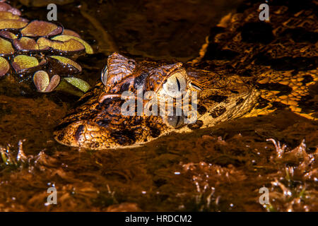 Les jeunes grands-snouted caiman Caiman latirostris (), photographié dans l'Espírito Santo, au Brésil. Atlântic biome forestier. Banque D'Images