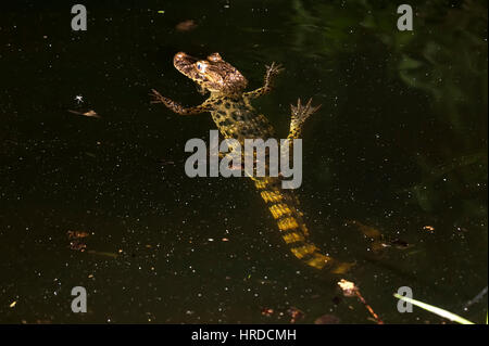 Les jeunes grands-snouted caiman Caiman latirostris (), photographié dans l'Espírito Santo, au Brésil. Atlântic biome forestier. Banque D'Images