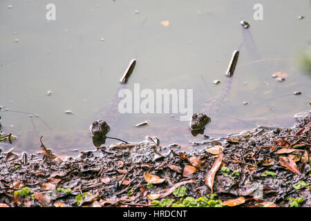 Large-snouted bébé caiman Caiman latirostris (), photographié dans l'Espírito Santo, au Brésil. Atlântic biome forestier. Banque D'Images