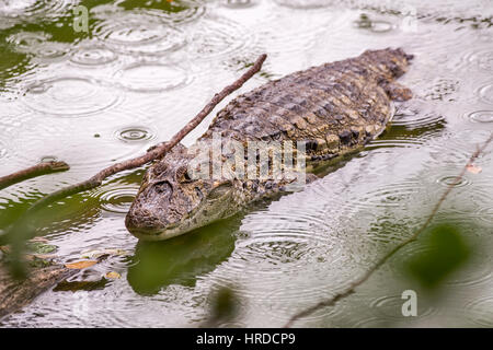 Large-snouted caiman Caiman latirostris (sous la pluie), photographié dans l'Espírito Santo, au Brésil. Atlântic biome forestier. Banque D'Images