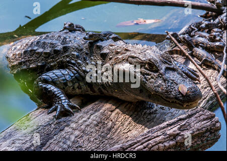Mère Grand-snouted caiman Caiman latirostris () protéger ses bébés, photographié dans l'Espírito Santo, au Brésil. Atlântic biome forestier. Banque D'Images