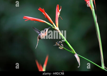 Minute Ermite (Phaethornis idaliae) rss à partir d'une fleur, photographiés, Minas Gerais - Brésil. Biome de la forêt atlantique. Banque D'Images