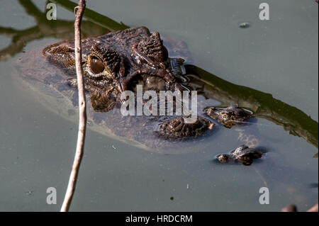 Mère Grand-snouted caiman Caiman latirostris) (protéger ses bébés, photographié dans l'Espírito Santo, au Brésil. Atlântic biome forestier. Banque D'Images