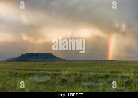 Les hautes prairies du Golden Gate Highlands National Park dans l'Etat libre d'Afrique allient beauté des paysages et de la faune. Banque D'Images