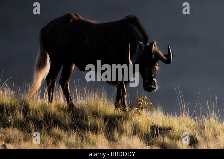 Les hautes prairies du Golden Gate Highlands National Park dans l'Etat libre d'Afrique allient beauté des paysages et de la faune. Banque D'Images