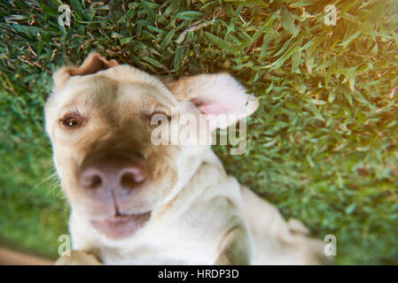 Drôle de tête de chien labrador espiègle aux beaux jours. Labrador lay on Green grass Banque D'Images