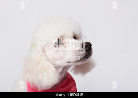 Portrait de chien triste blanc isolé sur fond blanc. Portrait de chien toiletté Banque D'Images