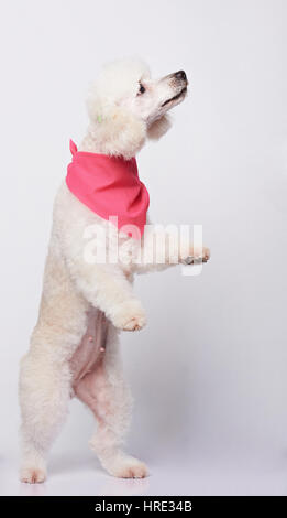 Debout sur ses pattes arrière chien caniche blanc isolé sur fond blanc. Chien caniche danse Banque D'Images