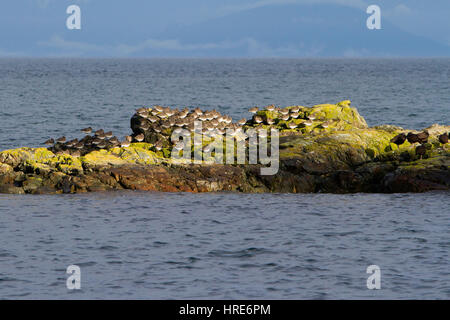 Troupeaux de Surfbird (Aphriza virgata) et (huîtrier Haematopus bachmani) sur les roches au Col Point, Nanaimo, île de Vancouver, BC, Canada Banque D'Images