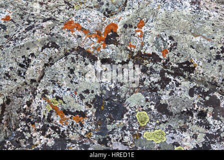 Le lichen poussant sur des rochers près de granit, le lac de Brainard Région de Palisades, John Muir Wilderness, est de la Sierra Nevada, Californie, USA Banque D'Images