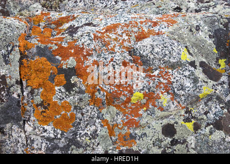 Le lichen poussant sur des rochers près de granit, le lac de Brainard Région de Palisades, John Muir Wilderness, est de la Sierra Nevada, Californie, USA Banque D'Images