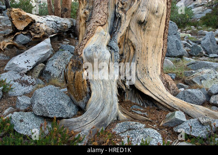 Des troncs de pins près de Brainard Lake, la région de Palisades, John Muir Wilderness, est de la Sierra Nevada, Californie, USA Banque D'Images