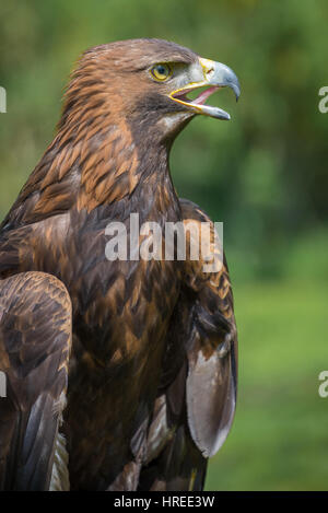 Verticale verticale trois trimestre close up portrait of a golden eagle avec bec ouvert montrant langue maternelle Banque D'Images