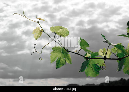 Weinrebe - vigne Banque D'Images