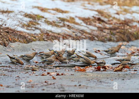 Troupeau de Jaseur d'eau potable, les oiseaux migrateurs, les oiseaux des régions du nord d'étancher la soif Banque D'Images