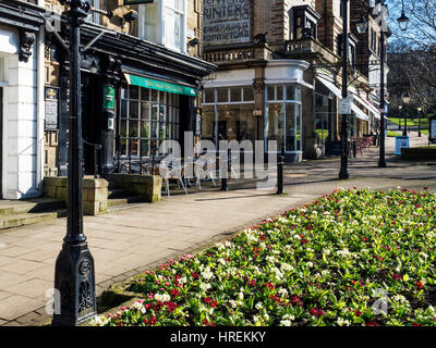 Primevères en fleurs sur Montpellier au début du printemps défilé Harrogate North Yorkshire Angleterre Banque D'Images