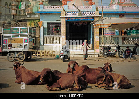 Un adorateur laisse un temple hindou avec un public de bétail se trouvant dans la route Gondal, Inde. Dans l'Hindouisme les bovins sont vénérés animaux Banque D'Images