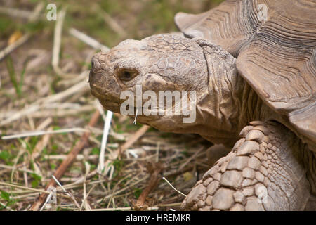 Spur-cuisse tortue dans l'herbe Banque D'Images