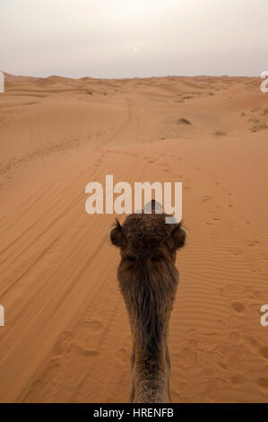 Randonnée chamelière dans les sables du désert du Sahara à Merzouga, Maroc Banque D'Images