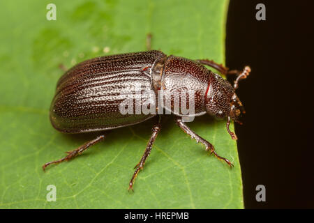 Une femelle (Platycerus Stag Beetle Chêne virescens) sur une feuille. Banque D'Images