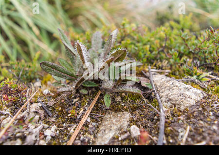 Les plantes de la Colombie paramo Banque D'Images