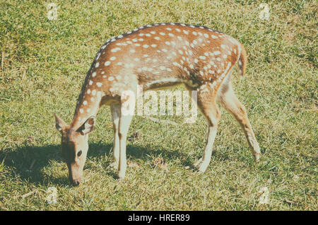 Portrait de cerfs dans le domaine forestier Banque D'Images