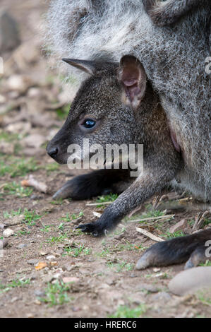 Red Necked Wallaby Bennetts Joey dans une poche Banque D'Images