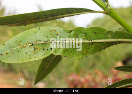 Les feuilles de laurier-rose, couverte avec l'échelle des insectes. Cochenille farineuse. Infestation épais, jardin Banque D'Images