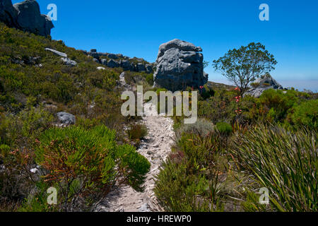 Piste touristique chemin sur haut de Table Mountain, Cape Town, Afrique du Sud Banque D'Images