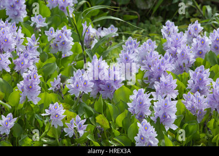 Jacinthe d'eau (Eichhornia crassipes). La floraison sur la surface de l'eau. La Trinité. Carabbean. West Indies. Février. Banque D'Images