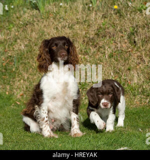 Springer spaniel mère et chiot Banque D'Images