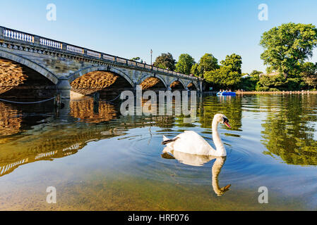 Swan dans un lac à Hyde Park Banque D'Images