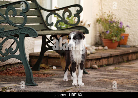 Le noir et blanc Lurcher chiot debout devant des juges au jardin, Wolfhound Lurcher Collie Mix Banque D'Images