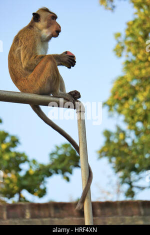 Singe du Sri Lanka sur un tuyau métallique de manger et Apple Banque D'Images