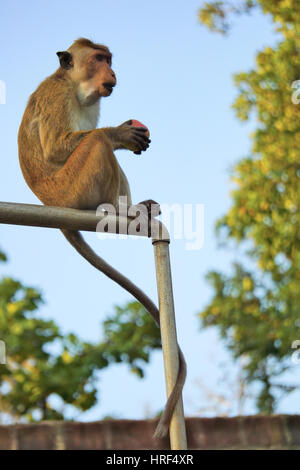 Singe du Sri Lanka sur un tuyau métallique de manger et Apple Banque D'Images