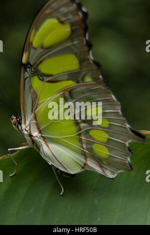 Siproeta Stelenes Malachite (papillon) photographié à Foz do Iguaçu - Paraná - Brésil Banque D'Images