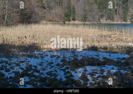 Paysage de printemps, Hohenschwangau, lac Alpsee, Bavaria, Germany, Europe Banque D'Images