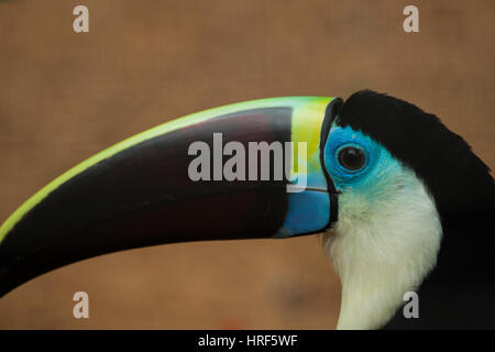 White-throated Toucan (Ramphastos tucanus) que dans tout le bassin amazonien - photographié dans le parc national de l'Iguazu - Détail - Voyage d'observation des oiseaux Banque D'Images