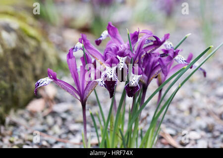 Iris reticulata 'Spot On' fleurs.