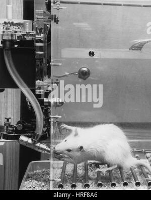 L'expérimentation animale, rat de laboratoire en chambre climatique Banque D'Images