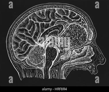 La section transversale du cerveau, Banque D'Images