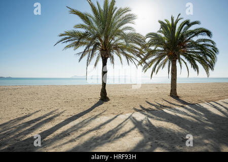 Plage avec des palmiers, Can Picafort, la baie d'Alcudia, Majorque, Iles Baléares, Espagne Banque D'Images