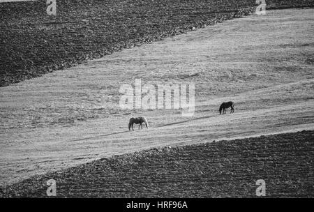 Contraste élevé noir et blanc paysage de prairie avec des chevaux Banque D'Images