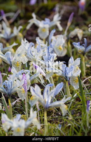 Bleu pâle, fleurs d'hiver de l'ampoule, Iris reticulata 'Katharine Hodgkin' Banque D'Images