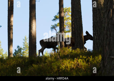 L'orignal ou élan européen, Alces alces, silhouettes de deux veaux elk entre pins en forêt, ces animaux vivent dans Elgtun, une Norwegi Banque D'Images