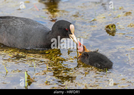 Foulque d'allaitant son poussin dans l'eau Banque D'Images