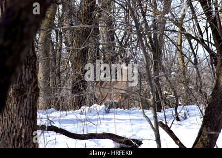 Un chevreuil dans son habitat naturel dans les bois de Pilot Knob State Park à Forest City dans l'Iowa. Banque D'Images