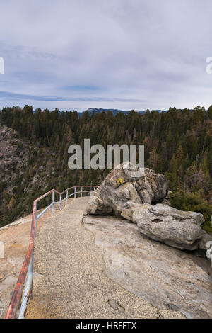 Panorama géant,Forêt, Sequoia National Park, Californie, USA Banque D'Images