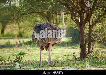 Autruche femelle posant plâtré Banque D'Images