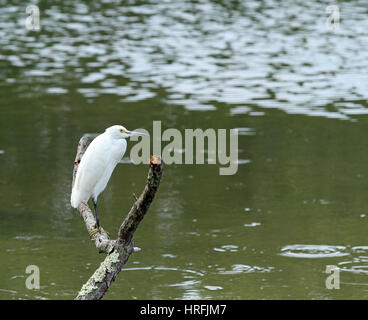 Aigrette neigeuse immatures (Egretta thula) perché sur une branche morte au-dessus de l'eau Banque D'Images